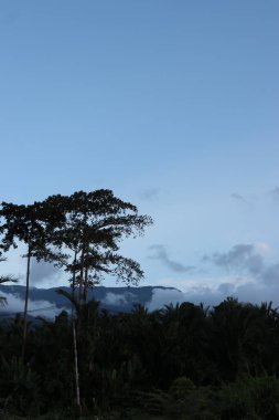 Yeşil yaprakların, bulutların, sakin gökyüzünün ve güzel doğanın resimleri.