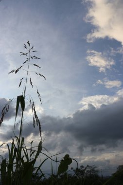 Yeşil yaprakların, bulutların, sakin gökyüzünün ve güzel doğanın resimleri.