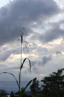 Yeşil yaprakların, bulutların, sakin gökyüzünün ve güzel doğanın resimleri.