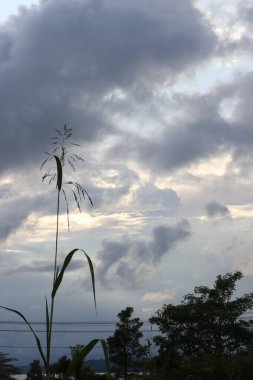 Yeşil yaprakların, bulutların, sakin gökyüzünün ve güzel doğanın resimleri.