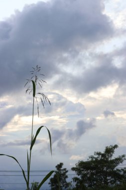 Yeşil yaprakların, bulutların, sakin gökyüzünün ve güzel doğanın resimleri.