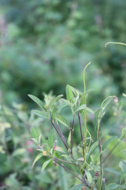Bahçedeki pembe çiçeklerin görüntüsü, yeşil yapraklar, sakin bulutlar ve gökyüzü ve güzel doğa.