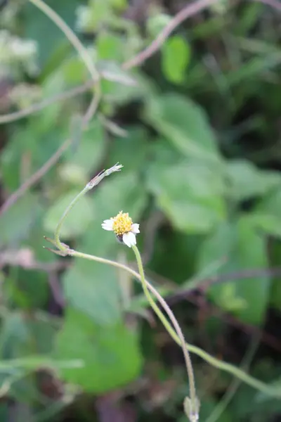 Bahçede açan sarı çiçeklerin ve yeşil yaprakların görüntüsü