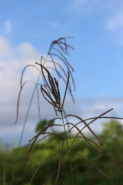 Yeşil yaprakların, bulutların, sakin gökyüzünün ve güzel doğanın resimleri.
