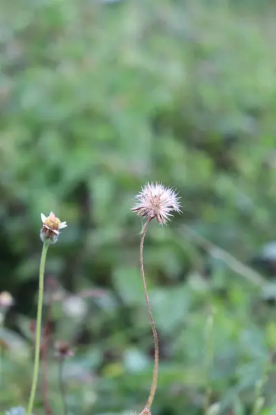 Bahçede açan sarı çiçeklerin ve yeşil yaprakların görüntüsü