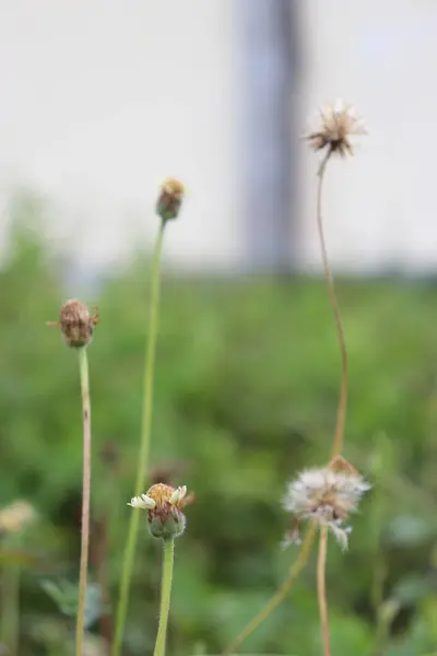 Bahçede açan sarı çiçeklerin ve yeşil yaprakların görüntüsü