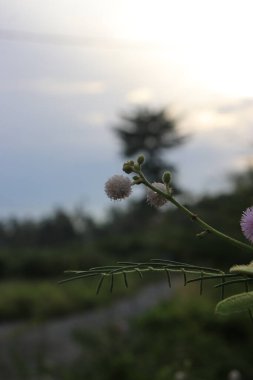 Bahçede açan pembe çiçeklerin ve yeşil yaprakların resmi
