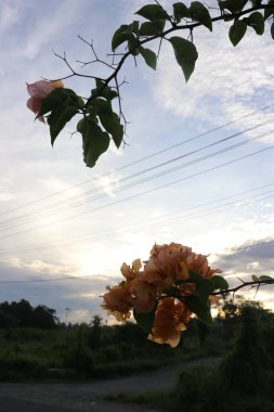 Yol kenarında çiçek açan sarı çiçekler ve yeşil yapraklar, gölgeli bulutlar ve mavi gökyüzü.