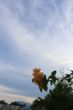 Yol kenarında çiçek açan sarı çiçekler ve yeşil yapraklar, gölgeli bulutlar ve mavi gökyüzü.