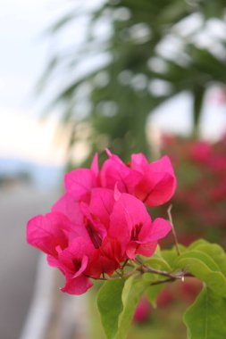 Yol kenarında çiçek açan kırmızı çiçekler ve yeşil yapraklar, gölgeli bulutlar ve mavi gökyüzü.