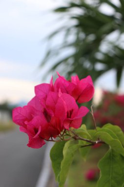 Yol kenarında çiçek açan kırmızı çiçekler ve yeşil yapraklar, gölgeli bulutlar ve mavi gökyüzü.