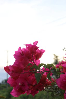 Yol kenarında çiçek açan kırmızı çiçekler ve yeşil yapraklar, gölgeli bulutlar ve mavi gökyüzü.