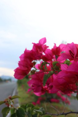 Yol kenarında çiçek açan kırmızı çiçekler ve yeşil yapraklar, gölgeli bulutlar ve mavi gökyüzü.