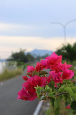 Yol kenarında çiçek açan kırmızı çiçekler ve yeşil yapraklar, gölgeli bulutlar ve mavi gökyüzü.