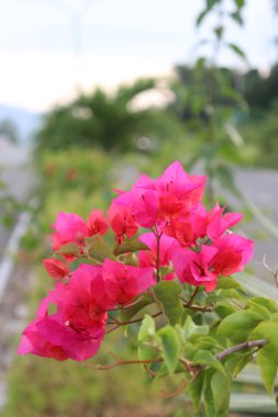 Yol kenarında çiçek açan kırmızı çiçekler ve yeşil yapraklar, gölgeli bulutlar ve mavi gökyüzü.