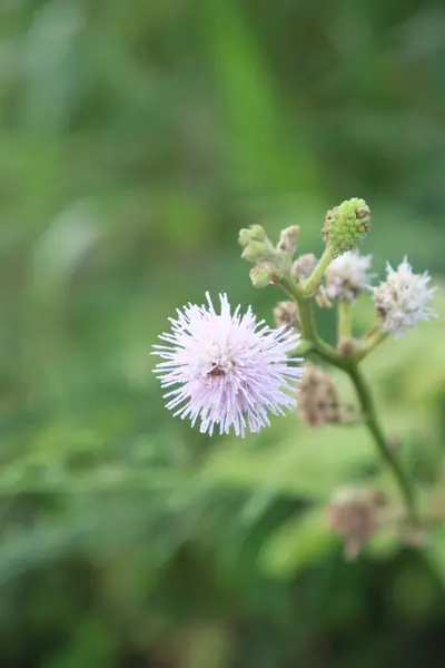 Bahçede açan pembe çiçeklerin ve yeşil yaprakların resmi