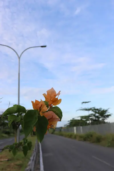 Yol kenarında çiçek açan sarı çiçekler ve yeşil yapraklar, gölgeli bulutlar ve mavi gökyüzü.