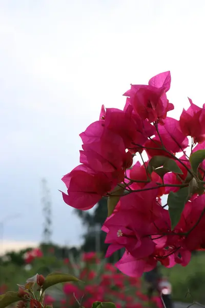 Yol kenarında çiçek açan kırmızı çiçekler ve yeşil yapraklar, gölgeli bulutlar ve mavi gökyüzü.