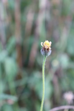 Öğleden sonra yeşil yapraklarla açan sarı çiçeklerin manzarası.