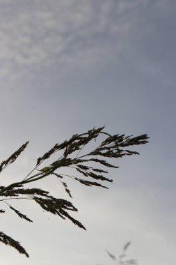 Öğleden sonra ağaçların ve yeşil yaprakların manzarası bulutların ve gökyüzünün güzel manzarası.
