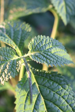 Öğleden sonra yeşil yapraklarla açan mor çiçeklerin resmi.