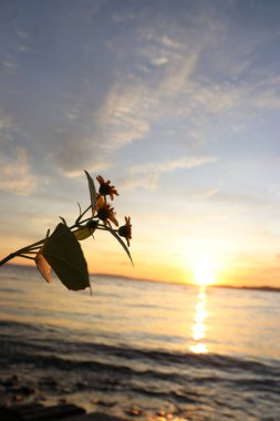 Gün batımında kumsalın kenarında açan sarı çiçeklerin güzel bulutlar ve gökyüzü manzaralı görüntüsü.