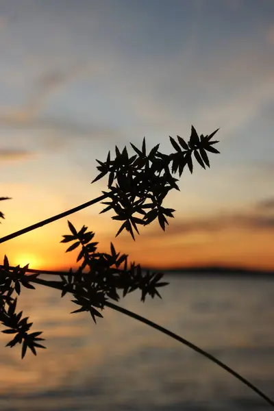 Gün batımında kumsalda çiçek açan bulutların ve gökyüzünün güzel manzaralı resmi.