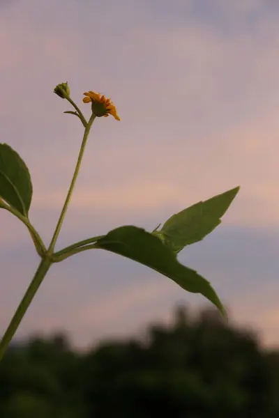 Sahilin kenarında açan sarı çiçeklerin güzel bulutlar ve gökyüzü manzaralı görüntüsü.