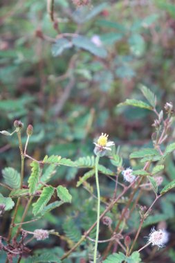 Bahçedeki estetik sarı rengin görüntüsü
