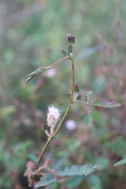 Gökyüzü bu kadar berrakken bahçedeki bir yaprağın estetik resmi.