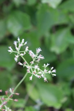 Bahçedeki estetik beyaz rengin görüntüsü