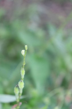 Bahçedeki estetik beyaz rengin görüntüsü