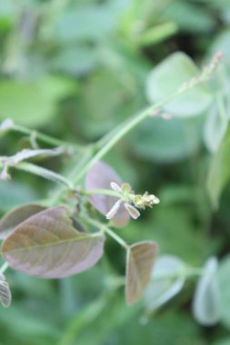 Gökyüzü bu kadar berrakken bahçedeki bir yaprağın estetik resmi.