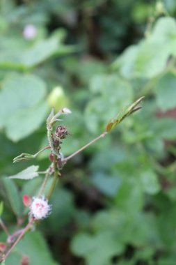 Gökyüzü bu kadar berrakken bahçedeki bir yaprağın estetik resmi.