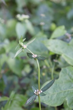 Bahçedeki estetik beyaz rengin görüntüsü