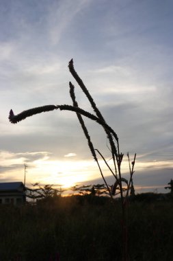 Estetik pembe bir çiçeğin görüntüsü plajda çiçek açıyor bulutların ve gökyüzünün güzel manzarası öğleden sonra