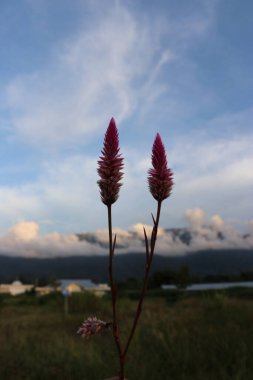Estetik pembe bir çiçeğin görüntüsü plajda çiçek açıyor bulutların ve gökyüzünün güzel manzarası öğleden sonra