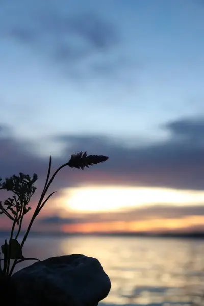 Sahilde güneş batarken bir çiçeğin estetik resmi.