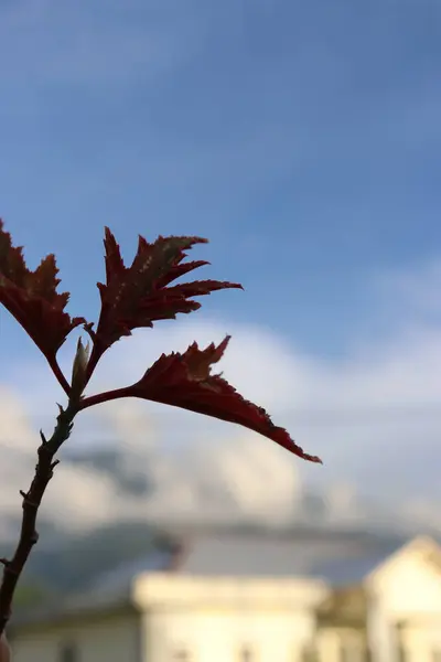 Öğleden sonra bulutların ve gökyüzünün güzel manzaralı bir yaprağın estetik resmi.
