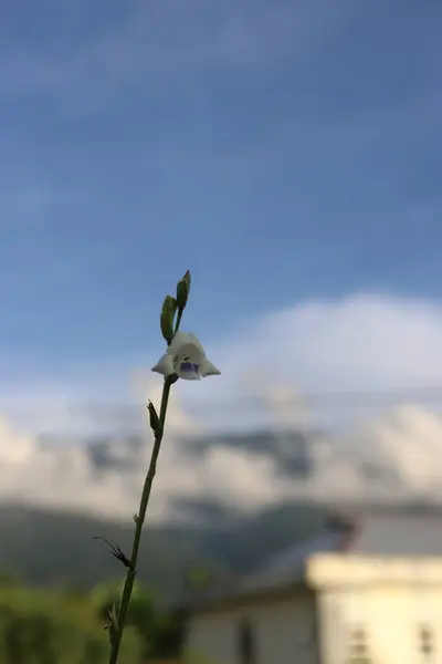 Bahçedeki estetik beyaz rengin görüntüsü