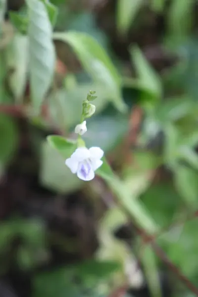 Bahçedeki estetik beyaz rengin görüntüsü