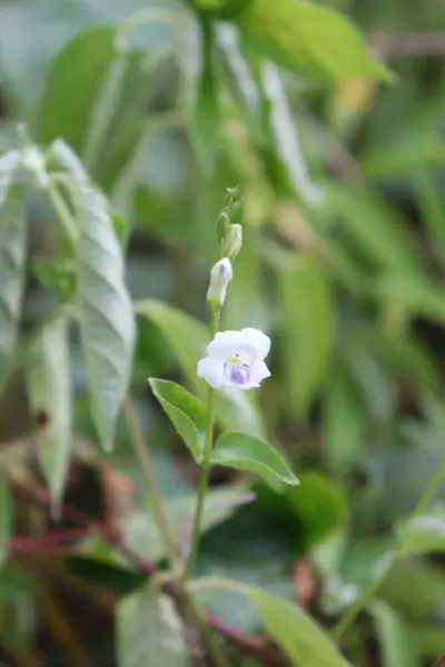 Bahçedeki estetik beyaz rengin görüntüsü