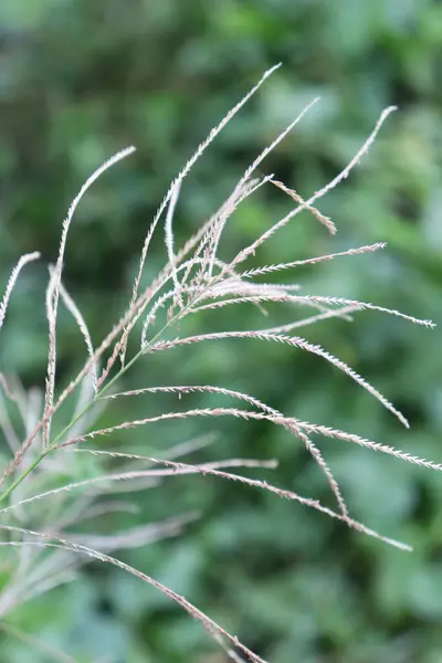 Gökyüzü bu kadar berrakken bahçedeki bir yaprağın estetik resmi.