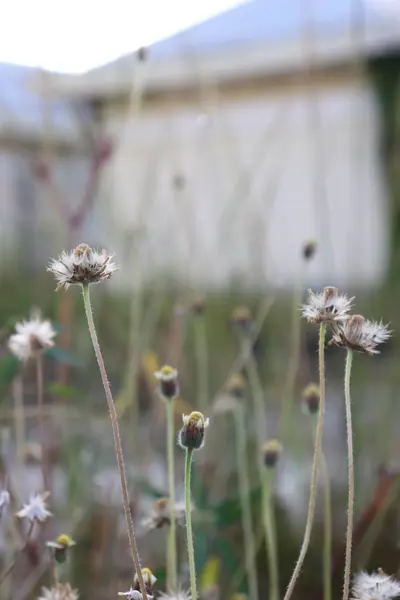 Bahçedeki estetik sarı rengin görüntüsü