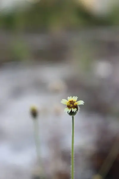 Bahçedeki estetik sarı rengin görüntüsü