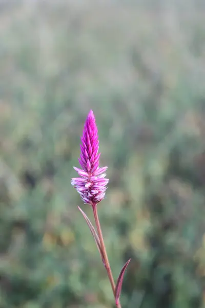 Estetik pembe bir çiçeğin görüntüsü plajda çiçek açıyor bulutların ve gökyüzünün güzel manzarası öğleden sonra