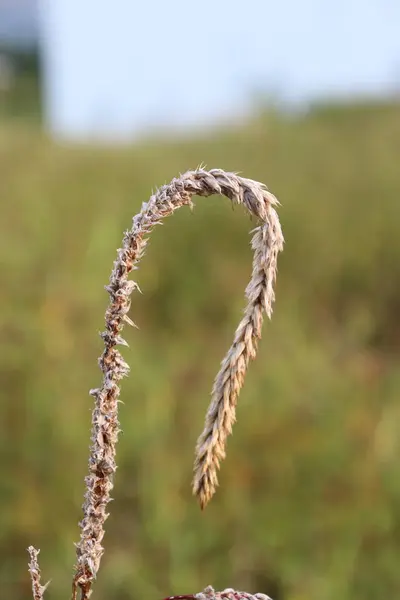 Bahçedeki estetik beyaz rengin görüntüsü