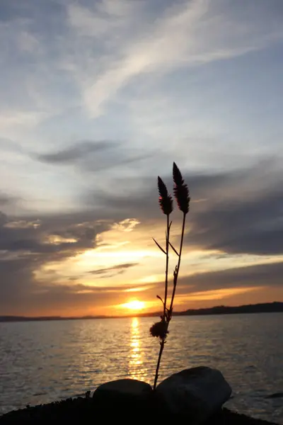 Sahilde açan kırmızı bir çiçeğin görüntüsü. Gün batımında bulutların ve gökyüzünün güzel manzarası.