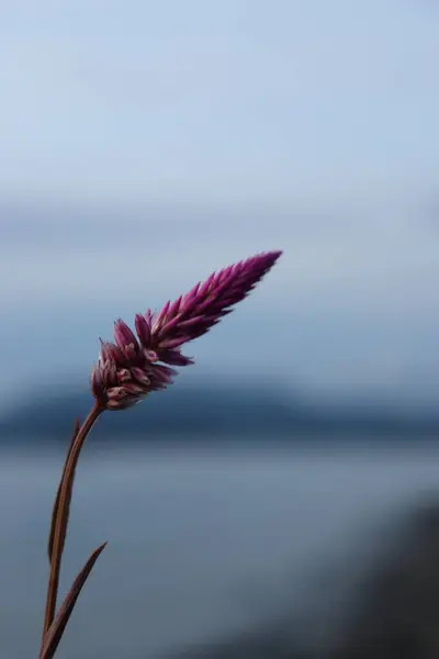 Öğleden sonra kumsaldaki bir çiçeğin güzel bir bulutlu ve gökyüzü manzaralı resmi.