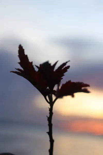 Gün batımında bulutların ve gökyüzünün güzel manzaralı plajdaki bir yaprağın estetik resmi.